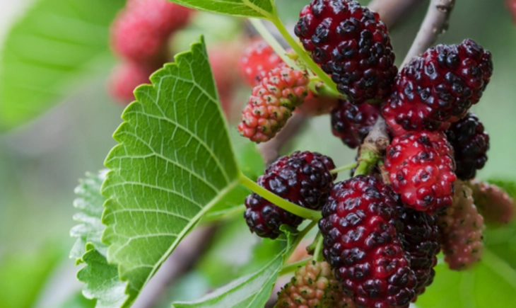 桑椹副作用 桑椹副作用