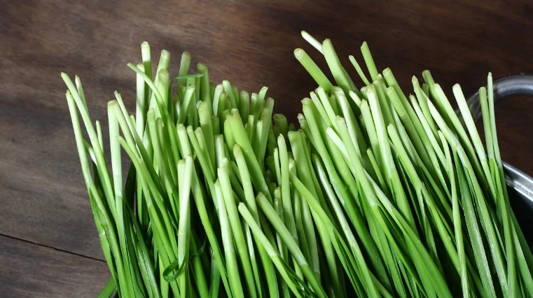 韭菜營養價值 韭菜營養價值