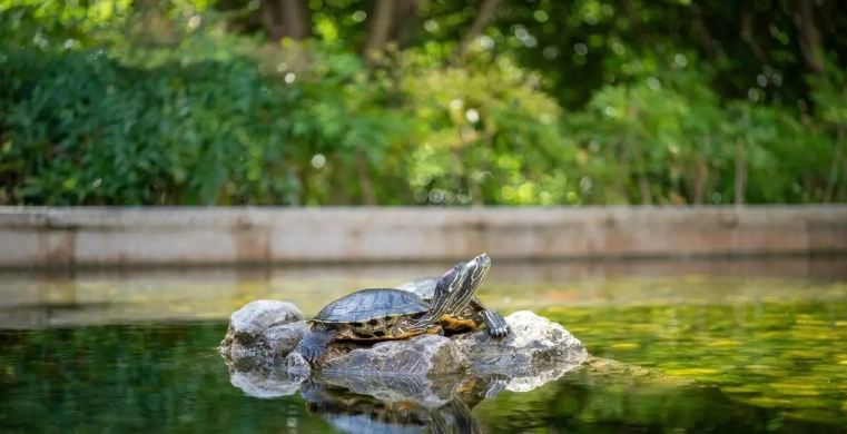 新手養烏龜 新手養烏龜