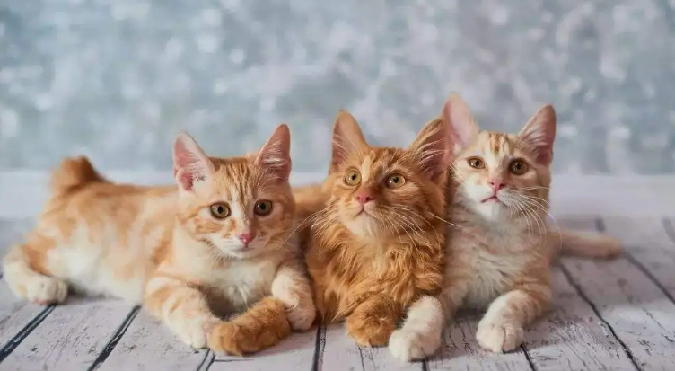 貓尾巴下垂原因