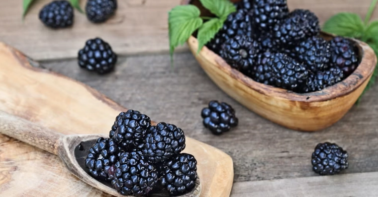 桑椹副作用 桑椹副作用