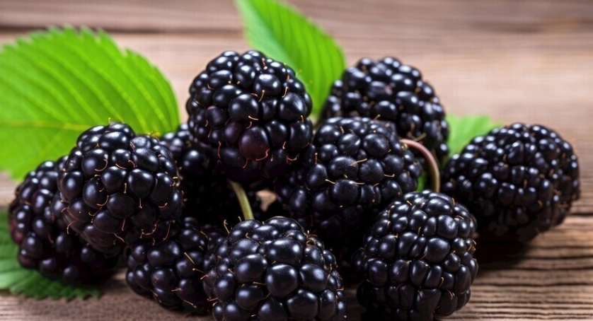 桑椹營養 桑椹營養