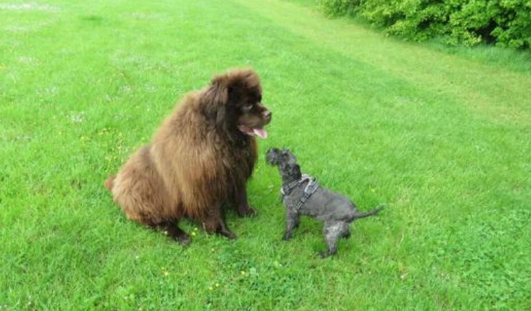 延长狗寿命方法