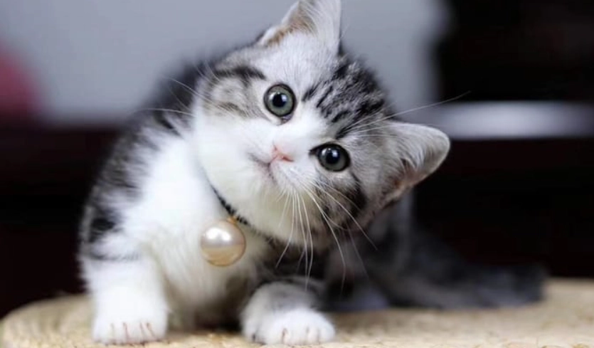 短腿貓飼養 短腿貓飼養