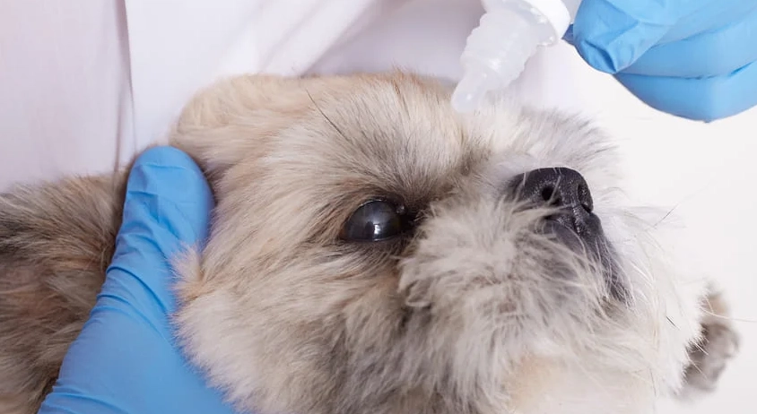 狗狗白內障治療