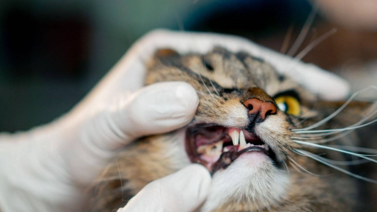 貓口炎治療花費