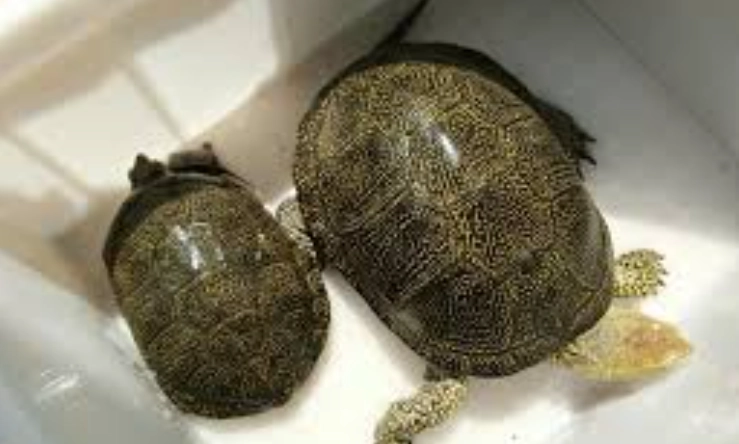 歐洲澤龜飼養 歐洲澤龜飼養