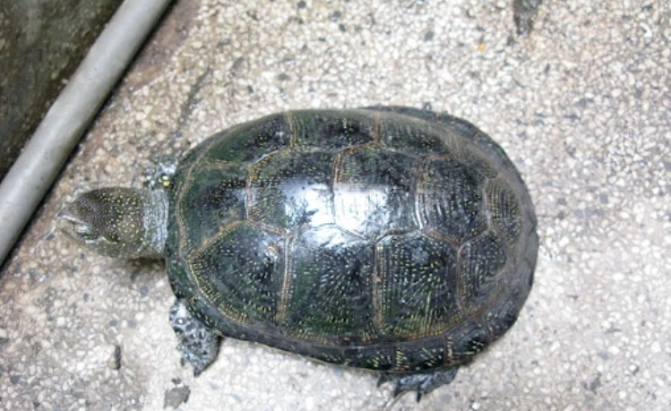 澤龜壽命影響因素 澤龜壽命影響因素