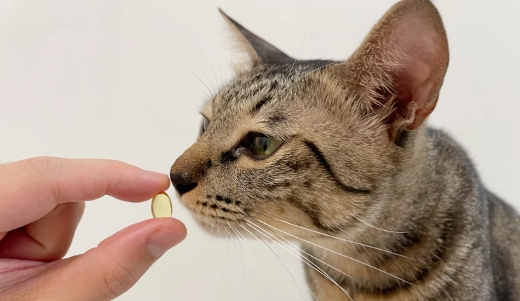如何選擇貓咪魚油