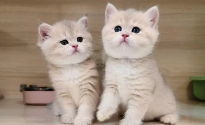 曼赤肯猫健康 曼赤肯猫健康