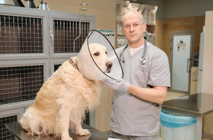 結紮後狗狗攻擊性