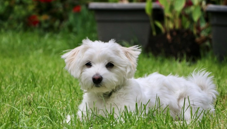 母犬結紮手術時機