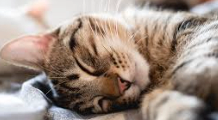 寵物腹瀉護理 寵物腹瀉護理