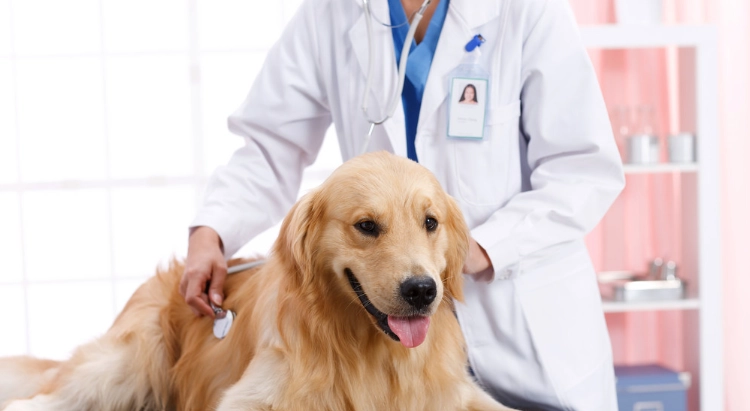 台灣寵物結紮補助