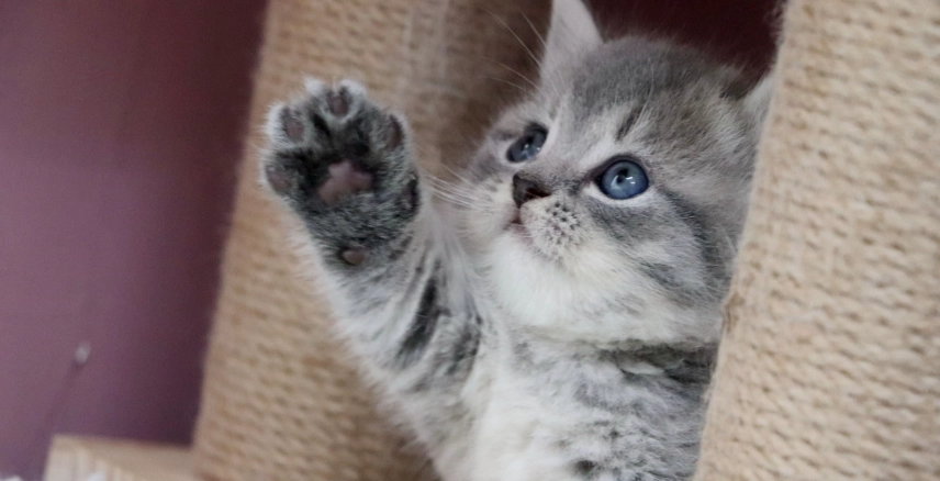 短腿貓照顧指南