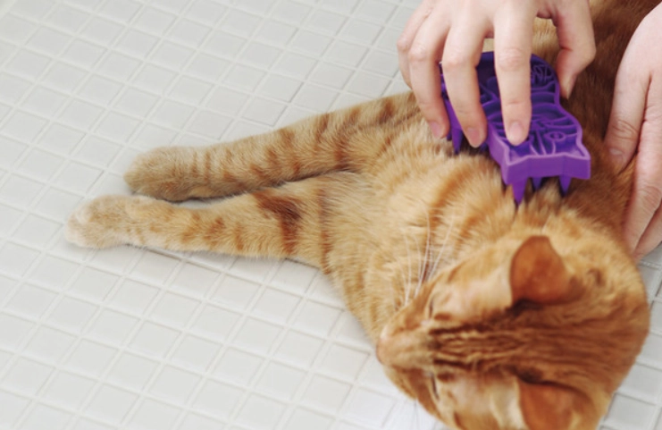 貓毛護理技巧