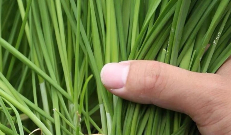 韭菜對女性影響