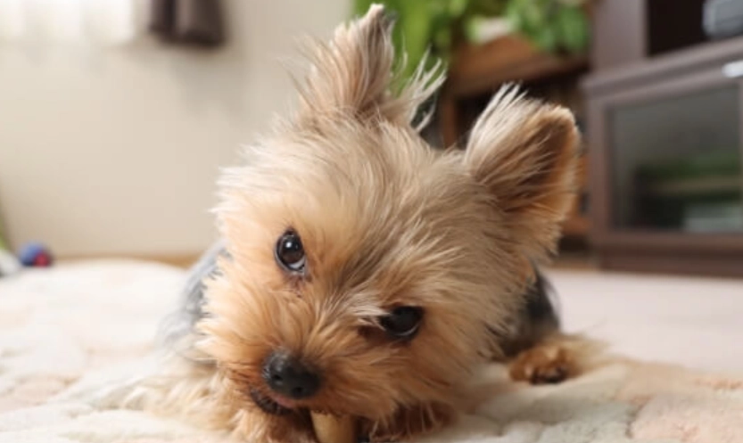 母犬結紮注意事項