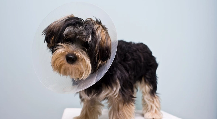 狗狗結紮最佳年齡