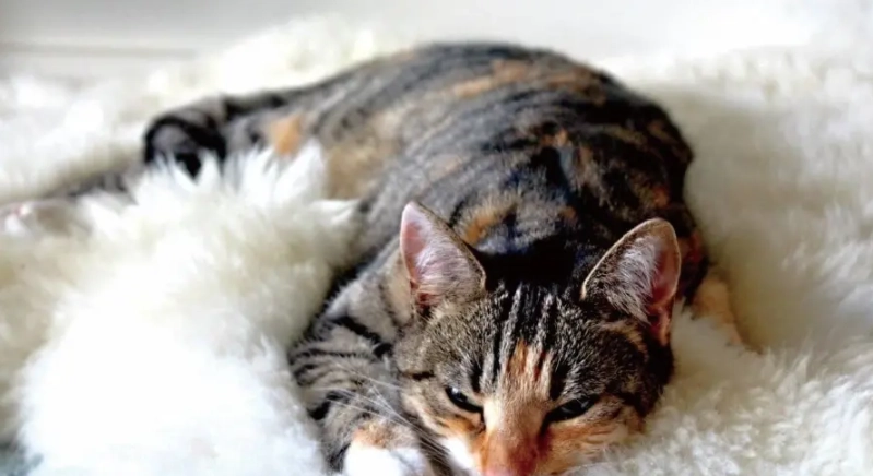 貓愛滋症狀 貓愛滋症狀