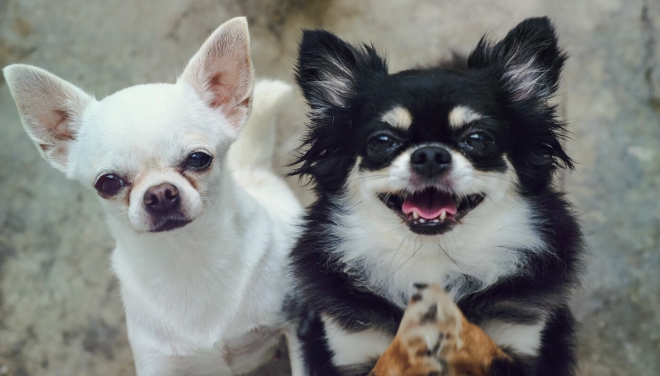 小型狗寿命 小型狗寿命