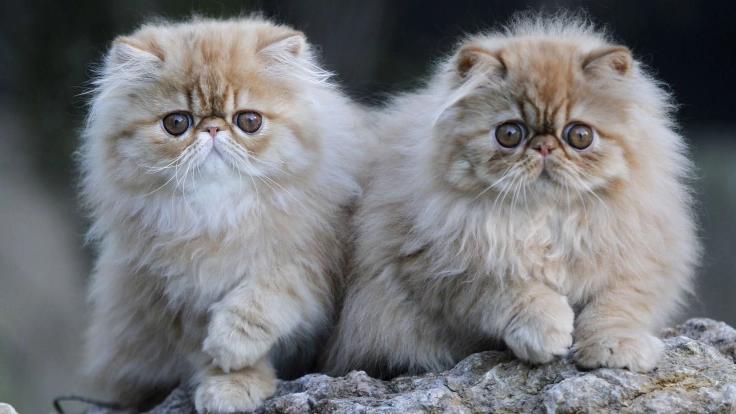 如何選擇貓品種