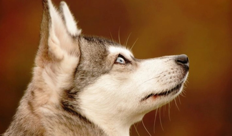 阿拉斯加哈士奇混種 阿拉斯加哈士奇混種