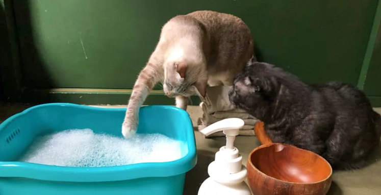 貓鳳梨酵素功效