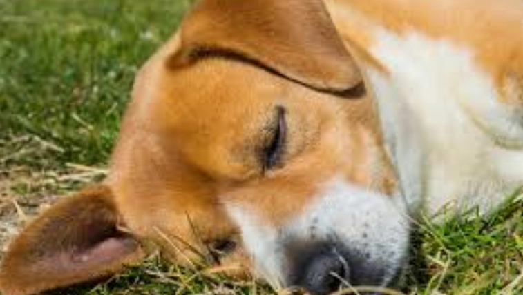 狗狗咳嗽怎麼辦