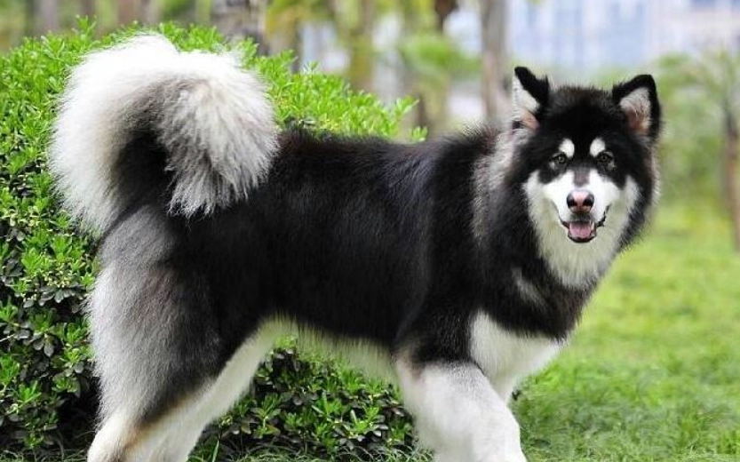 混血犬飼養 混血犬飼養