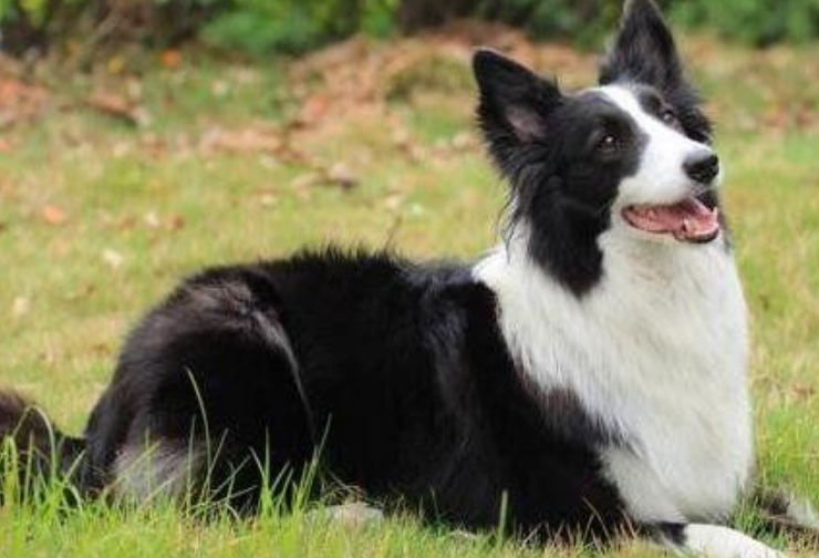 聪明狗品种排名