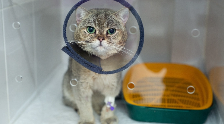 母貓結紮後照顧