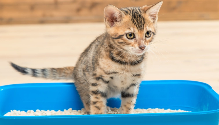 貓糞便顏色健康