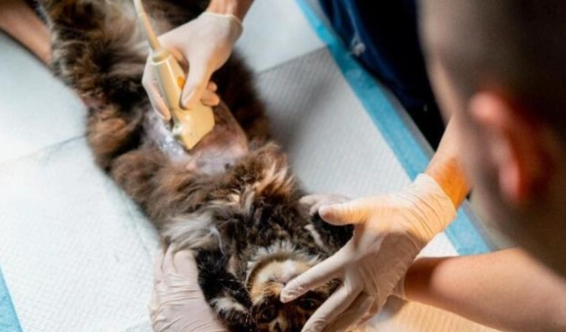 母貓絕育時機 母貓絕育時機