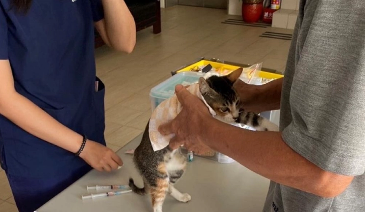 貓愛滋症狀 貓愛滋症狀