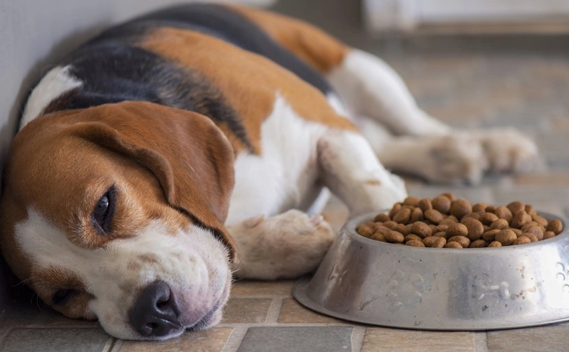 狗狗不吃飼料