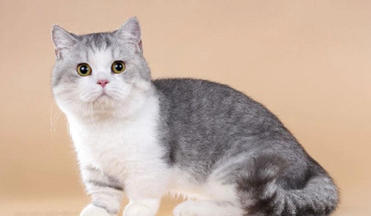 曼基貓健康問題 曼基貓健康問題