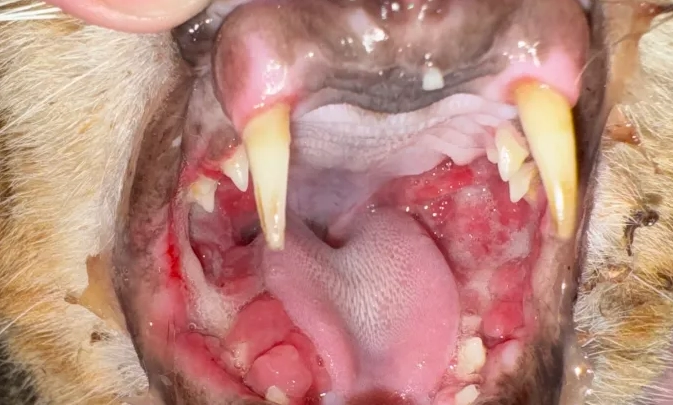 貓口炎手術費用