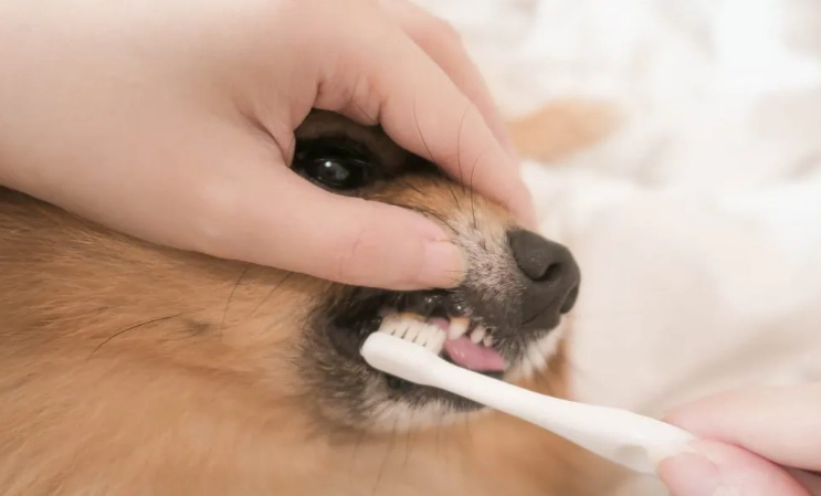 狗狗刷牙方法
