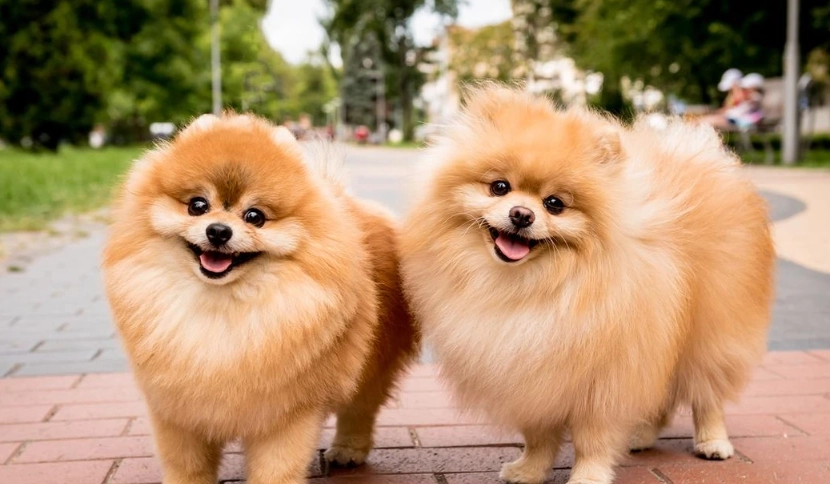 博美犬體重控制