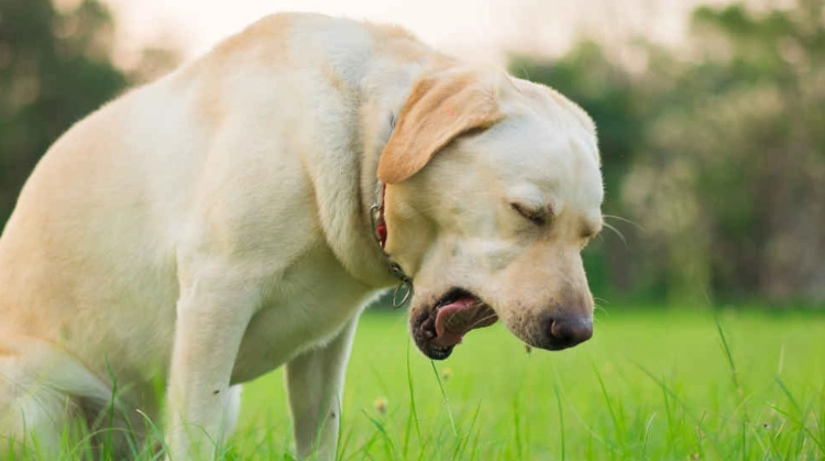 狗狗咳嗽怎麼辦