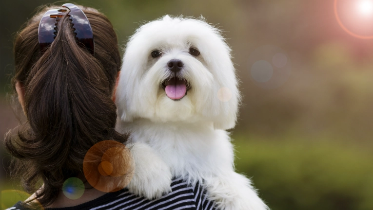 小型犬平均寿命 小型犬平均寿命