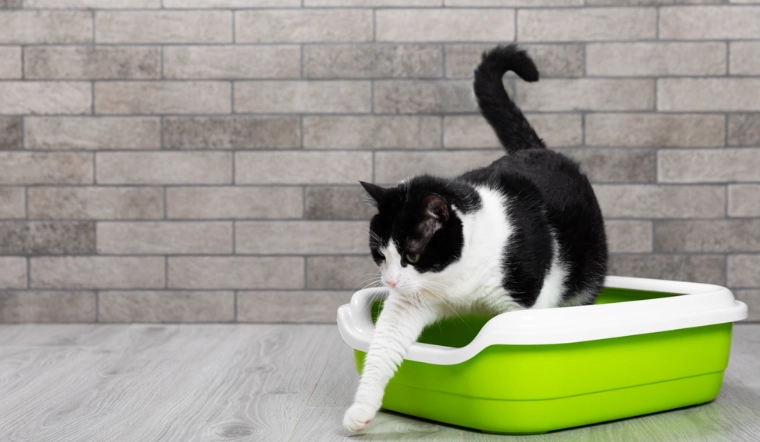 貓腹瀉顏色 貓腹瀉顏色