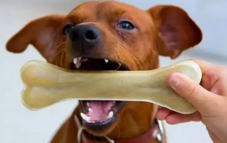 狗磨牙行為