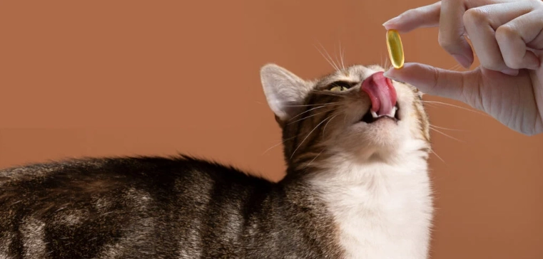 貓咪便秘魚油推薦