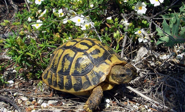 赫曼龜品種比較