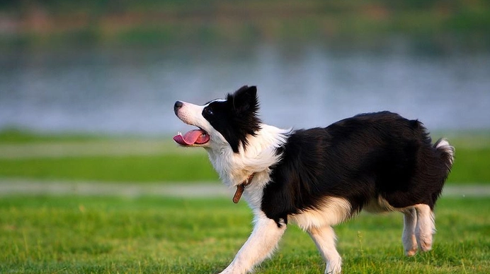 聪明狗品种排名