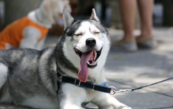 阿拉斯加哈士奇混種 阿拉斯加哈士奇混種