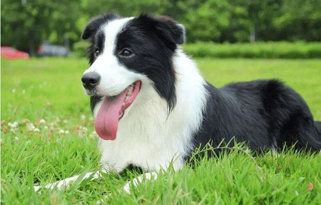 边境牧羊犬智商