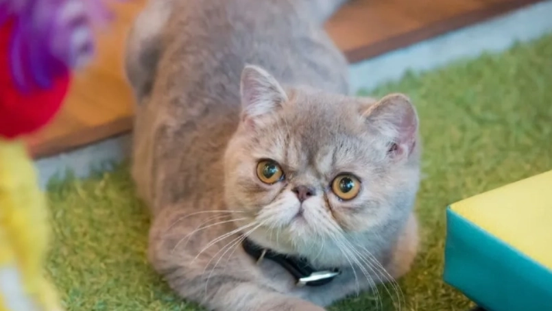 扁鼻貓健康問題